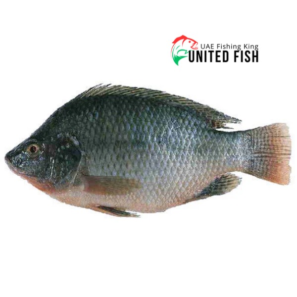 Tilapia Fish