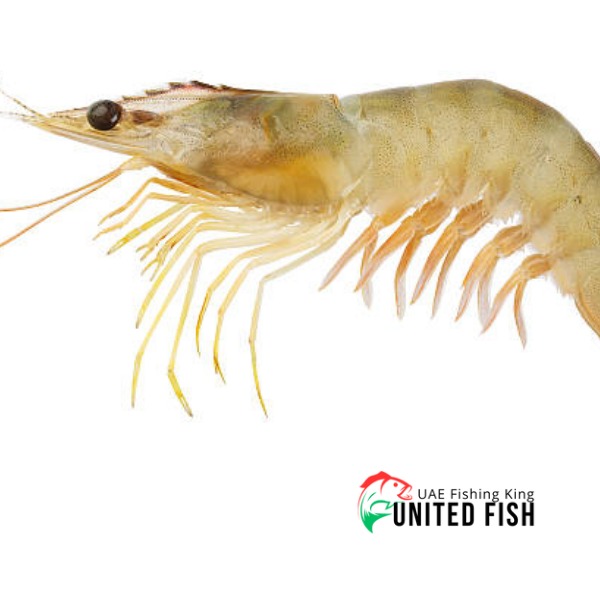 Buy live shrimp near me best sale