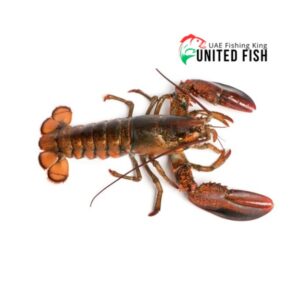 Live Lobster medium