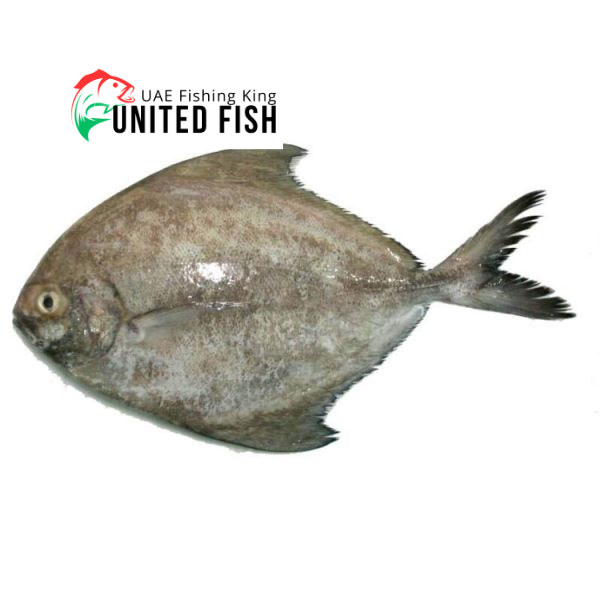 Paplet Fish