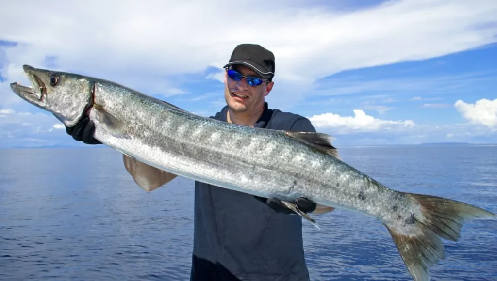 Can You Eat Barracuda Fish