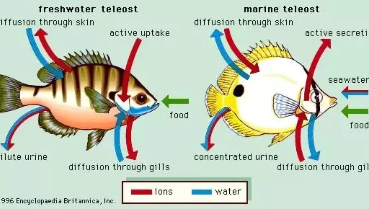 Do Fish Drink Water