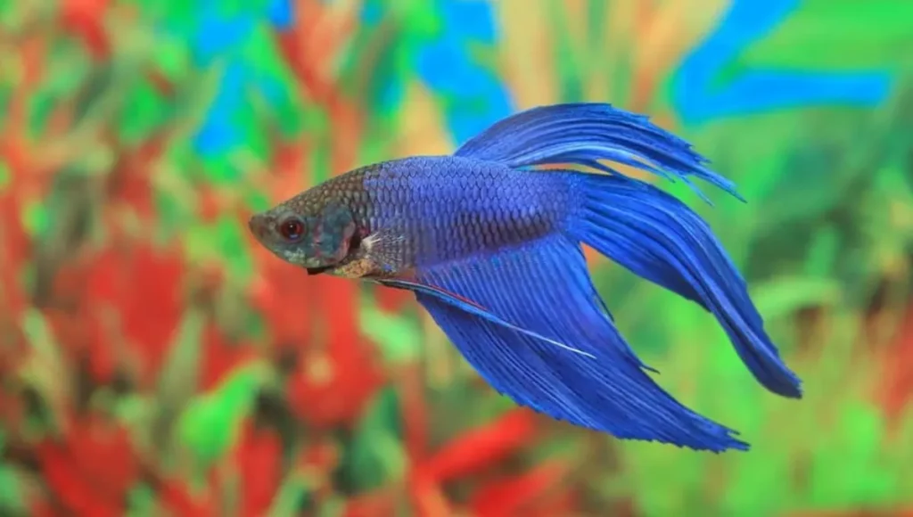 How Long Betta Fish Live Without Food