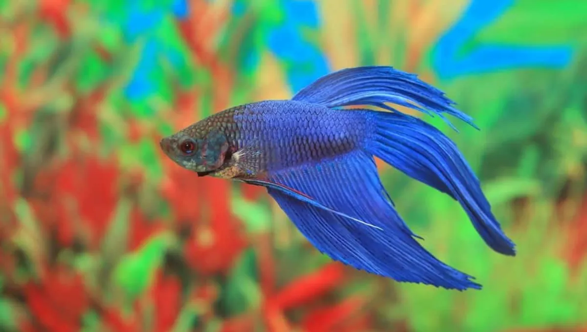 How Long Betta Fish Live Without Food