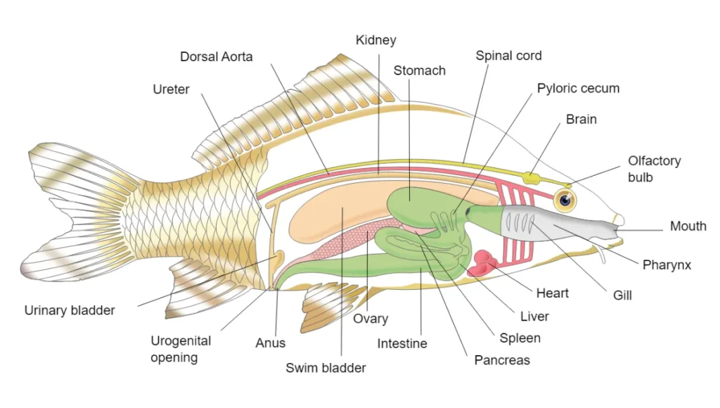 How To Describe A Fish