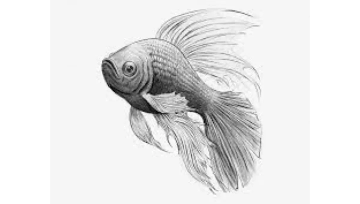 How To Draw A Pretty Fish