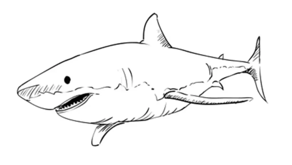 How To Draw Shark Fish