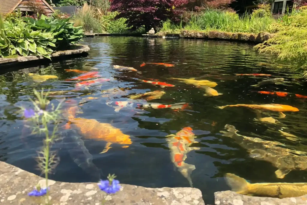 Koi Pond Bio Filters