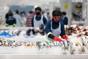 Your Ultimate Guide to Dubai’s Waterfront Fish Market