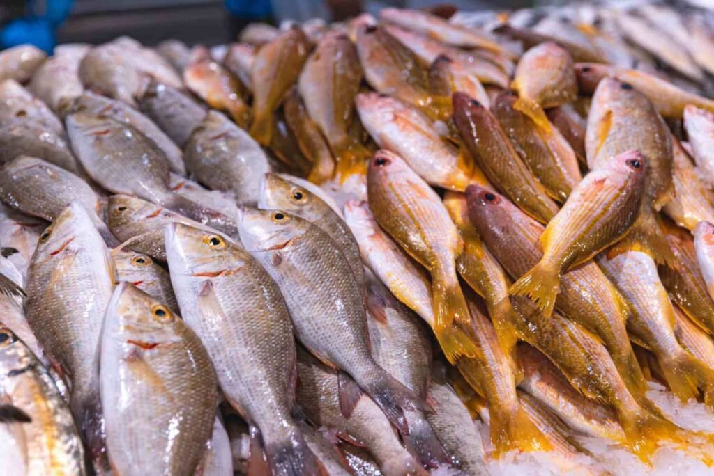 Hamour Fish in Dubai – Where to Buy Fresh Hamour?