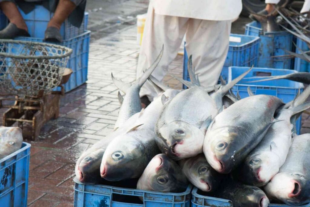 How To Store & Preserve Fresh Fish Bought In Dubai’s Markets