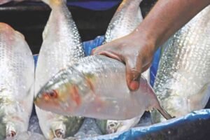 How to Identify Fresh Hamour Fish at the Market?