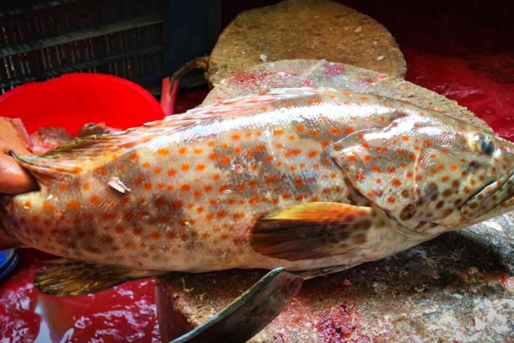 Nutritional Value of Hamour Fish – Is It Healthy?