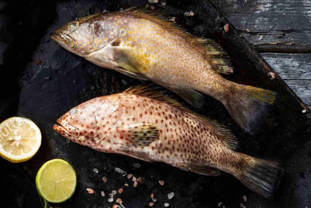 The Health Benefits of Eating Hamour Fish