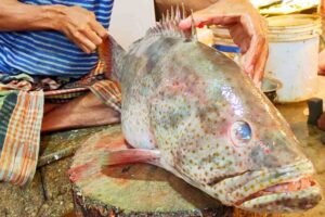 What is Hamour Fish? A Complete Guide
