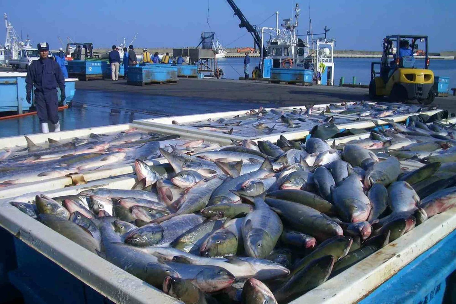 Where Does Hamour Fish Come From? Fishing & Farming Insights