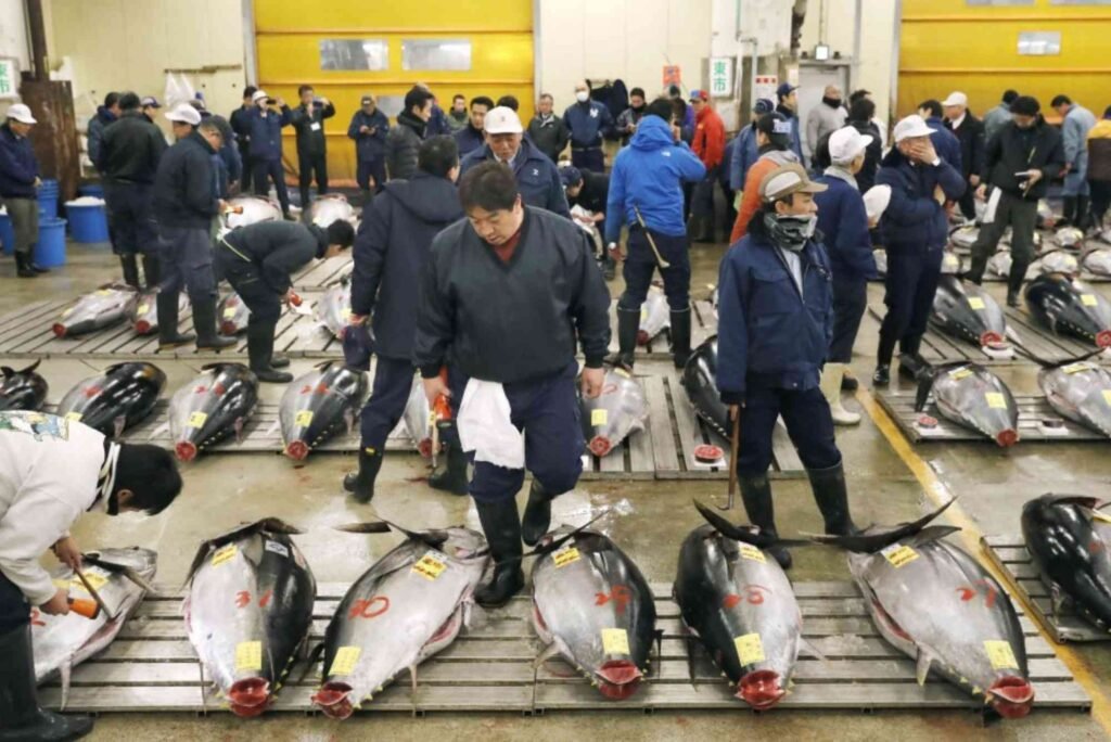 Why Hamour Fish is Popular in the UAE?