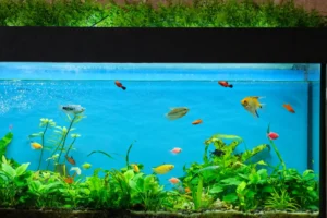 Artificial Grass in Aquariums